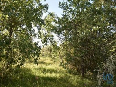 Vente Terrain FERREIRA-DO-ZEZERE 2240