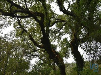 Vente Terrain FERREIRA-DO-ZEZERE 2240