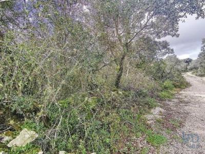 Vente Terrain FERREIRA-DO-ZEZERE 2240