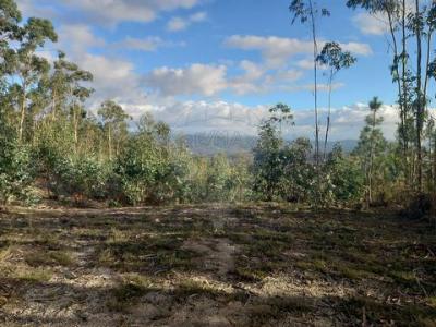 Vente Terrain GUIMARAES 4800