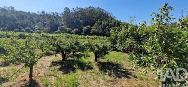 Vente Terrain MAFRA 2640