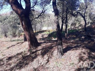 Vente Terrain MONCHIQUE 8550