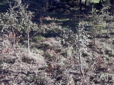 Vente Terrain MONCHIQUE 8550