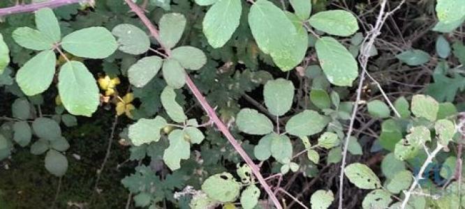 Vente Terrain OLIVEIRA-DO-HOSPITAL 3400