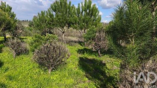 Vente Terrain OLIVEIRA-DO-HOSPITAL 3400