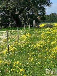 Vente Terrain PALMELA 2950