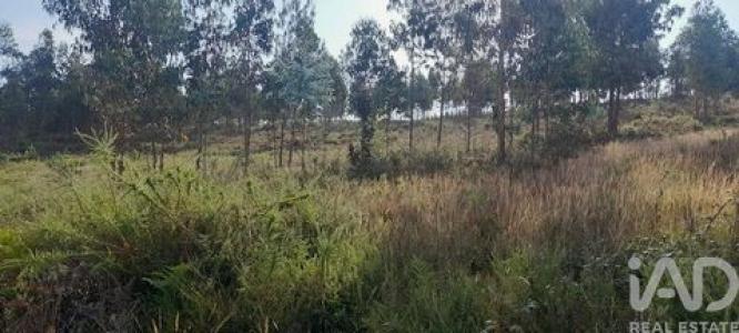 Vente Terrain PEDROGAO-GRANDE 3270