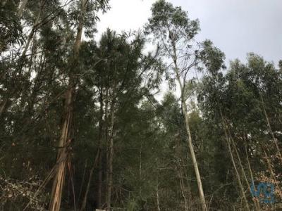 Vente Terrain POMBAL 3100