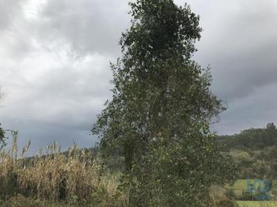 Vente Terrain POMBAL 3100