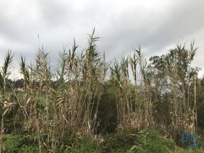 Vente Terrain POMBAL 3100