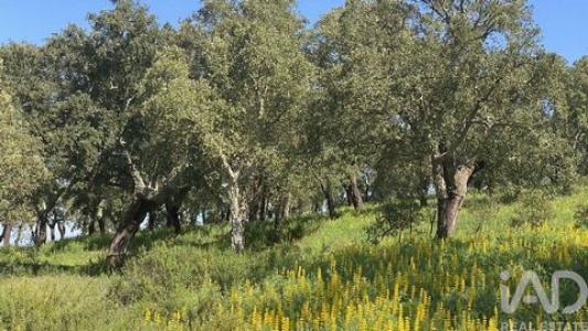 Vente Terrain PONTE-DE-SOR 7400