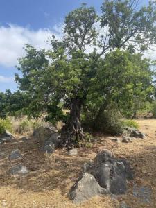 Vente Terrain SAO-BRAS-DE-ALPORTEL 8150