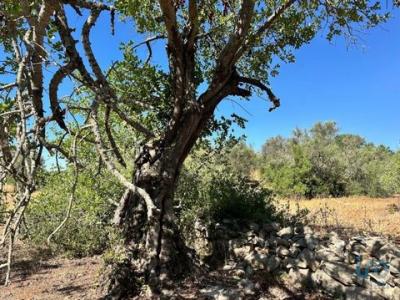 Vente Terrain TAVIRA 8800