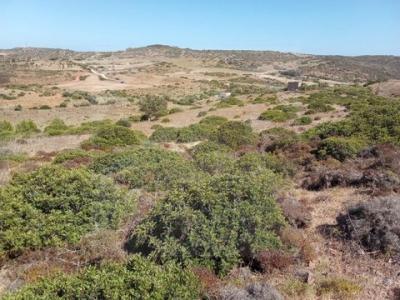 Vente Terrain VILA-DO-BISPO 8650