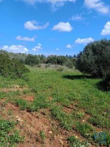 Vente Terrain VILA-DO-BISPO 8650