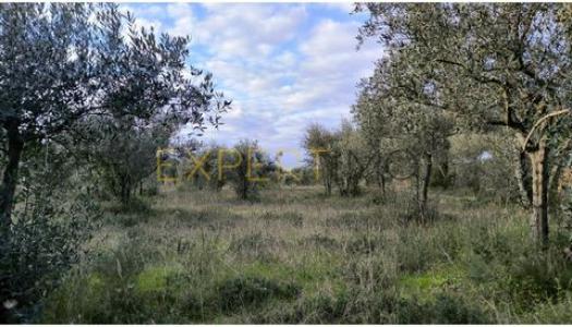 Vente Terrain VILA-NOVA-DA-BARQUINHA 2260