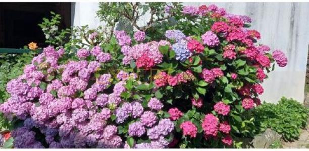 Vente Maison VINHAIS 5320