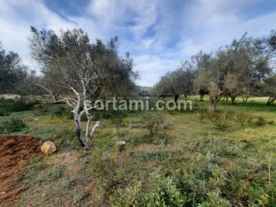 Annonce Vente Terrain Loule