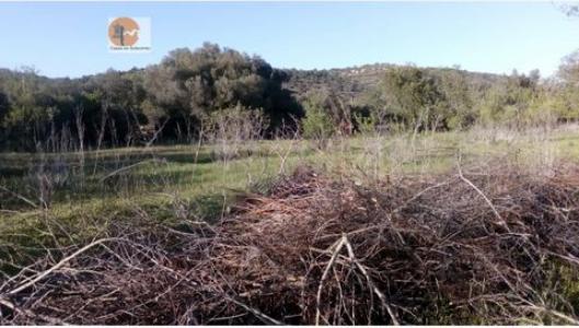 Acheter Terrain 11200 m2 Albufeira