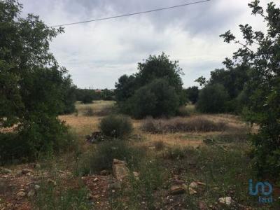 Acheter Terrain 9900 m2 Loule