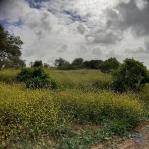 Acheter Terrain Tavira rgion FARO