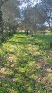 Annonce Vente Terrain Loule