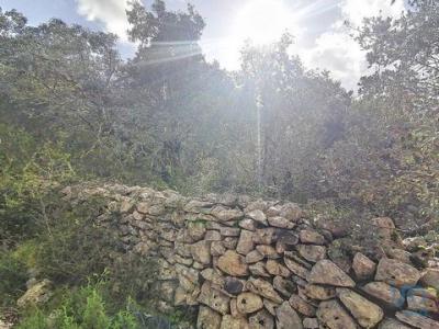 Acheter Terrain 3040 m2 Ferreira-do-zezere