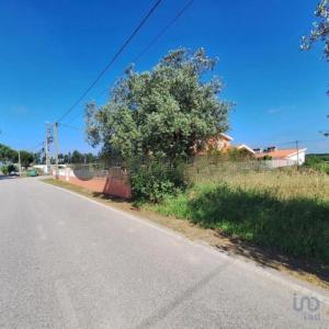 Vente Terrain Anadia SAO-LOURENAO-DO-BAIRRO 01 au Portugal