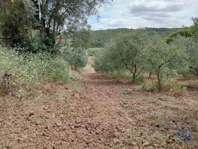 Acheter Terrain 25370 m2 Rio-maior