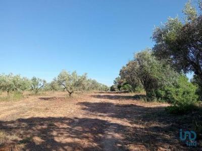 Acheter Terrain 8600 m2 Santarem