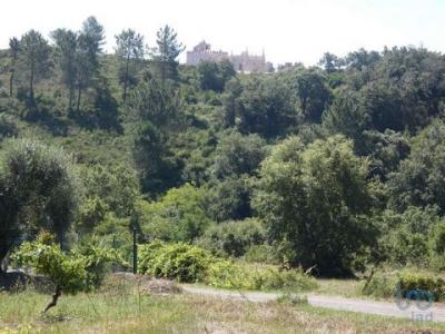 Vente Terrain Tomar SAO-PEDRO-DE-TOMAR 14 au Portugal