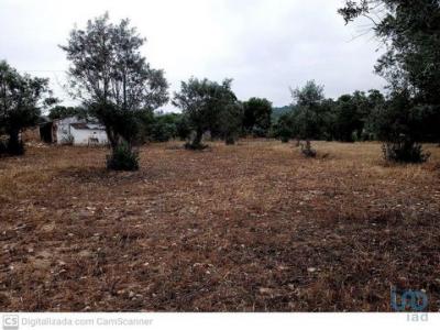 Vente Immeuble Ponte-de-sor PONTE-DE-SOR,-TRAMAGA-E-VALE-DE-AAOR 12 au Portugal