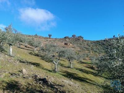 Vente Terrain Fornos FREIXO-DE-ESPADA-A-CINTA-E-MAZOUCO 04 au Portugal