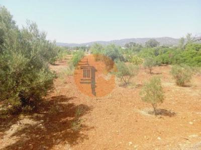 Acheter Terrain 4480 m2 Olhao