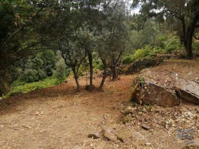 Acheter Terrain 1800 m2 Pedrogao-grande