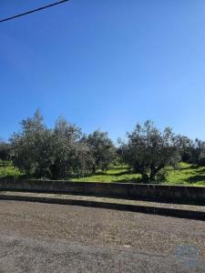 Vente Terrain Chamusca CHAMUSCA-E-PINHEIRO-GRANDE 14 au Portugal