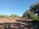 Acheter Terrain 8600 m2 SANTAREM