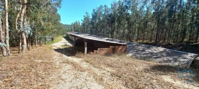 Vente Terrain Agua-formosa GUIA,-ILHA-E-MATA-MOURISCA 10 au Portugal