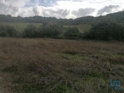 Acheter Terrain 3125 m2 Mafra