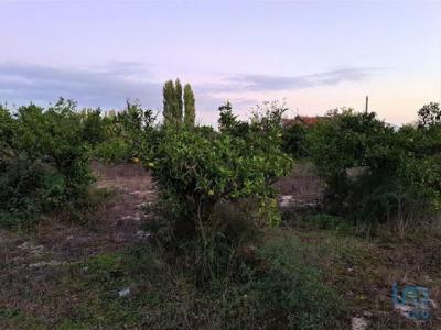 Acheter Terrain Arraiados rgion SETUBAL