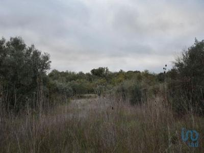 Acheter Terrain 2560 m2 Ferreira-do-zezere