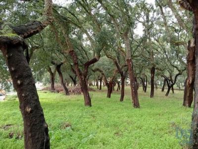 Acheter Terrain Rio-maior rgion SANTAREM