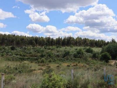 Acheter Terrain 32767 m2 Andorinha