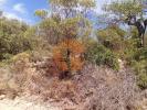 Acheter Terrain 10020 m2 TAVIRA