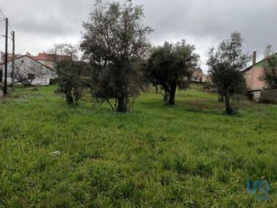 Acheter Terrain Belmonte rgion CASTELO-BRANCO
