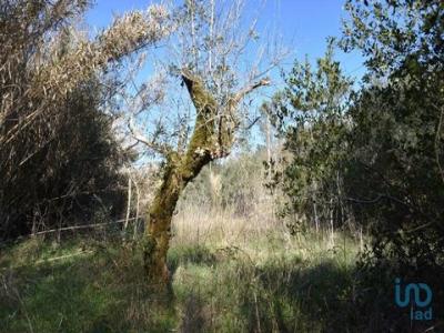 Acheter Terrain Abades rgion SANTAREM
