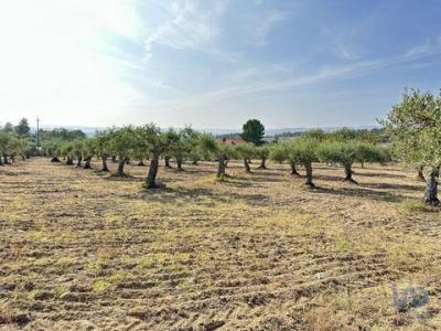 Annonce Vente Terrain Celorico-da-beira