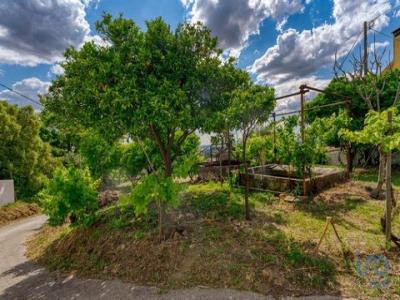 Vente Terrain Tomar SAO-PEDRO-DE-TOMAR 14 au Portugal