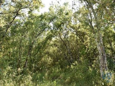 Acheter Terrain 5960 m2 Ferreira-do-zezere