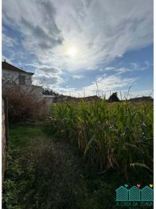 Acheter Terrain Albergaria-a-velha rgion AVEIRO